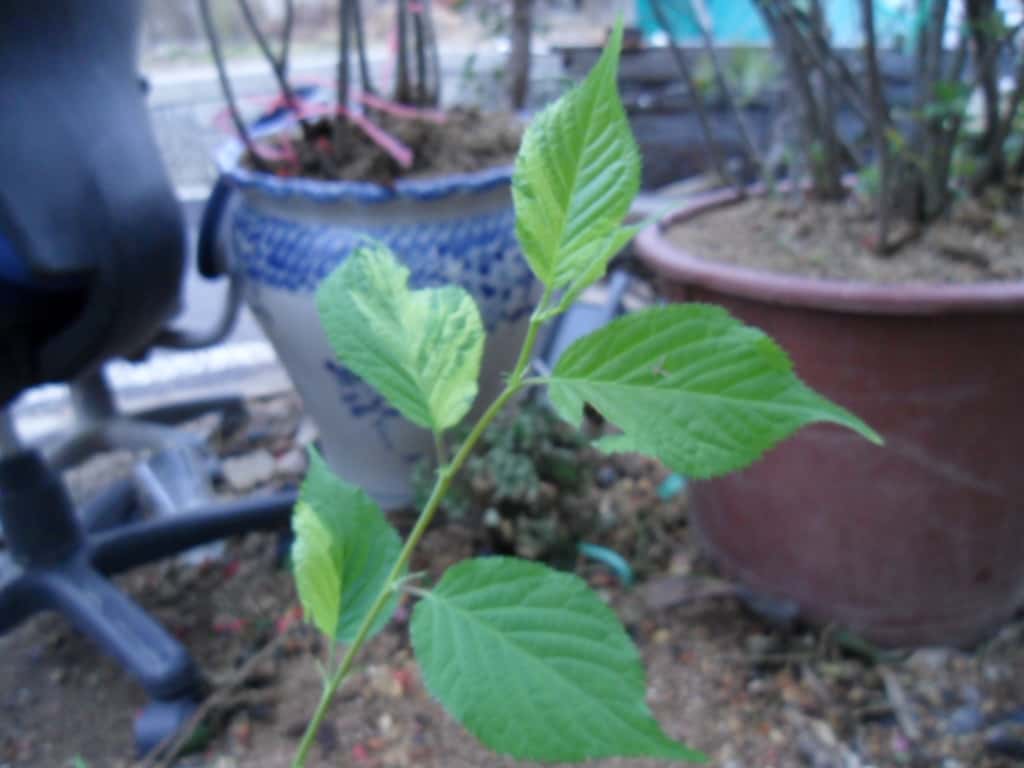 산벗나무 1
