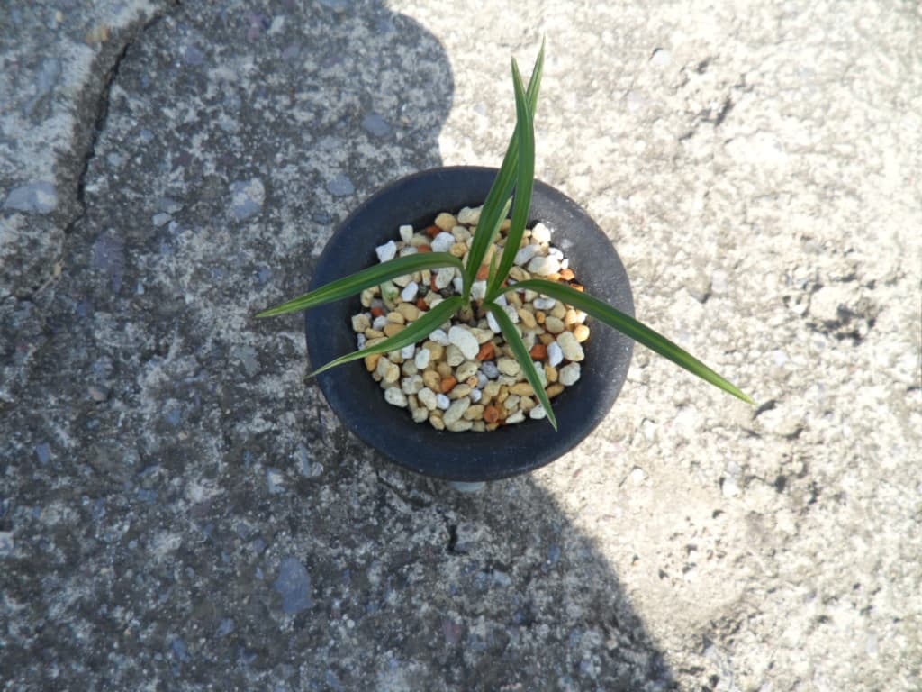 산반