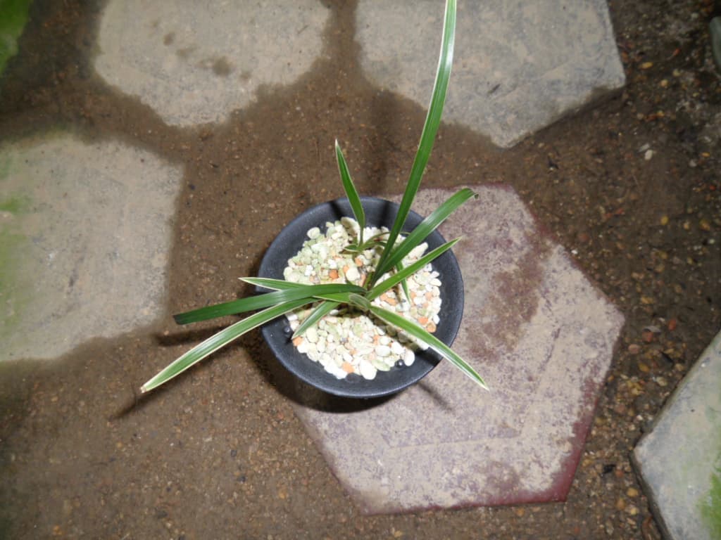 복륜