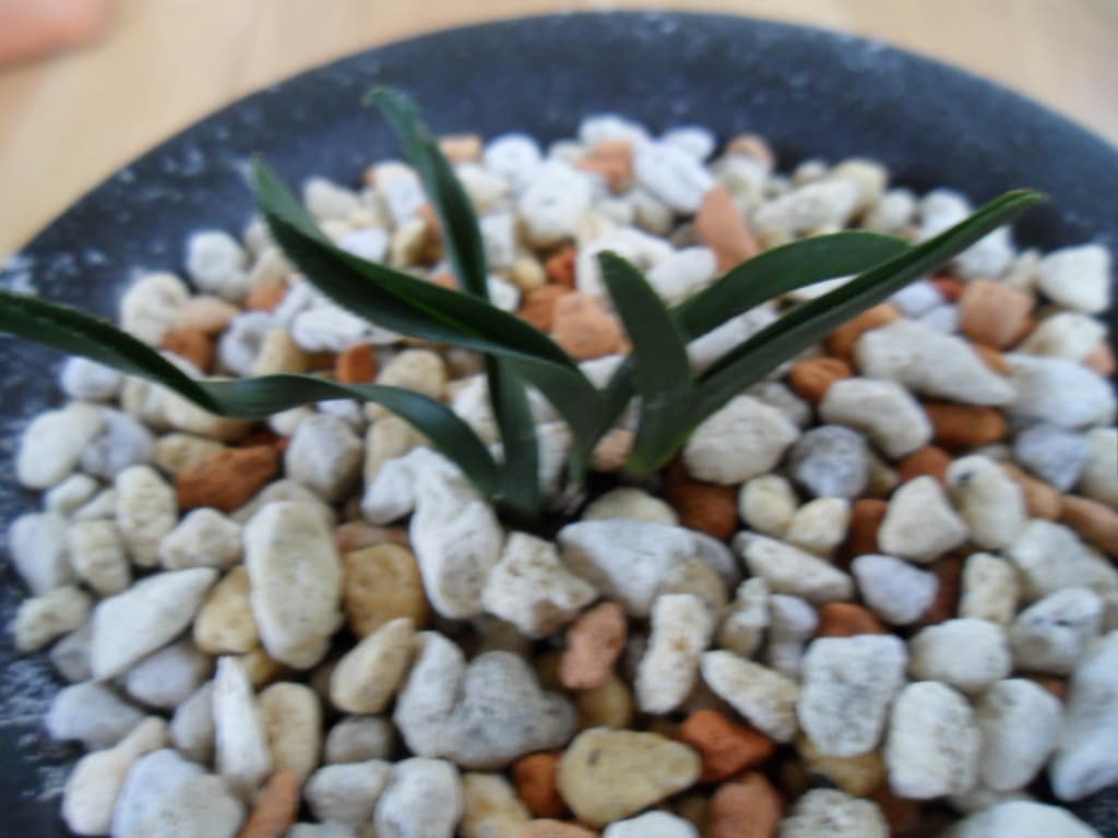 산채 철갑단엽