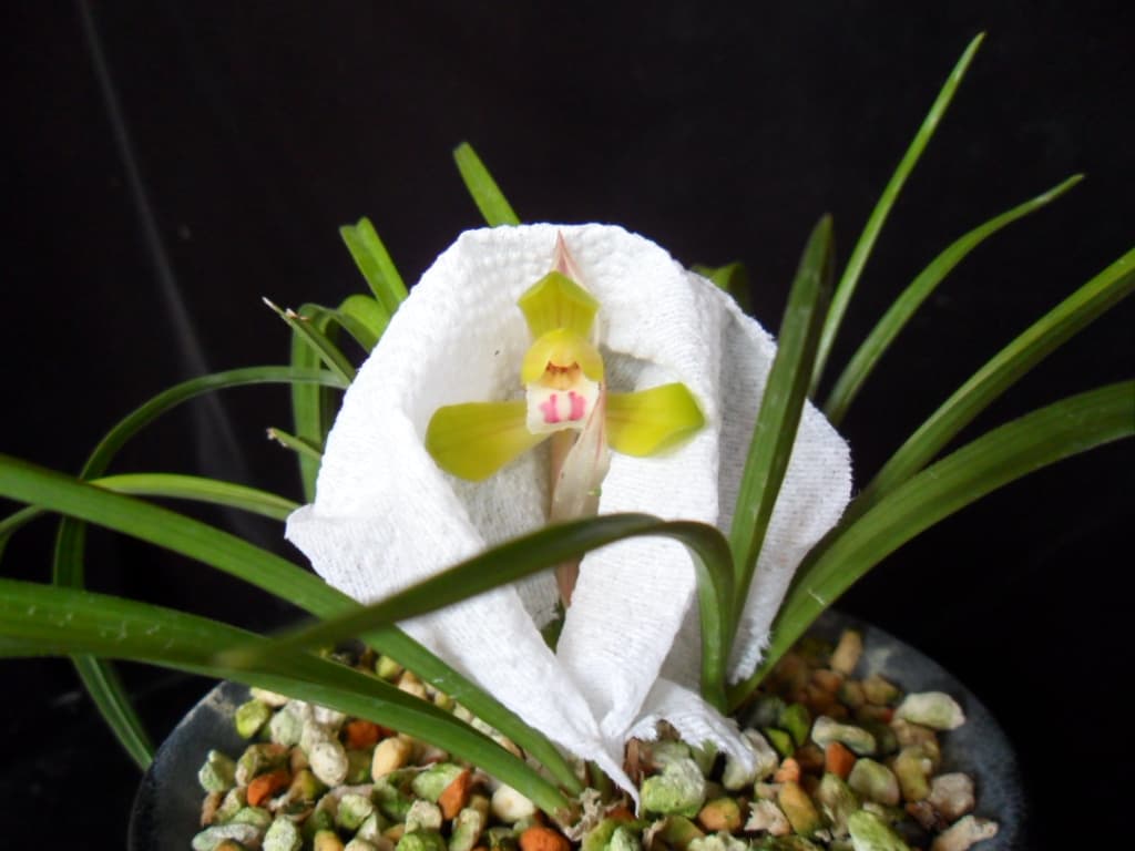 황화