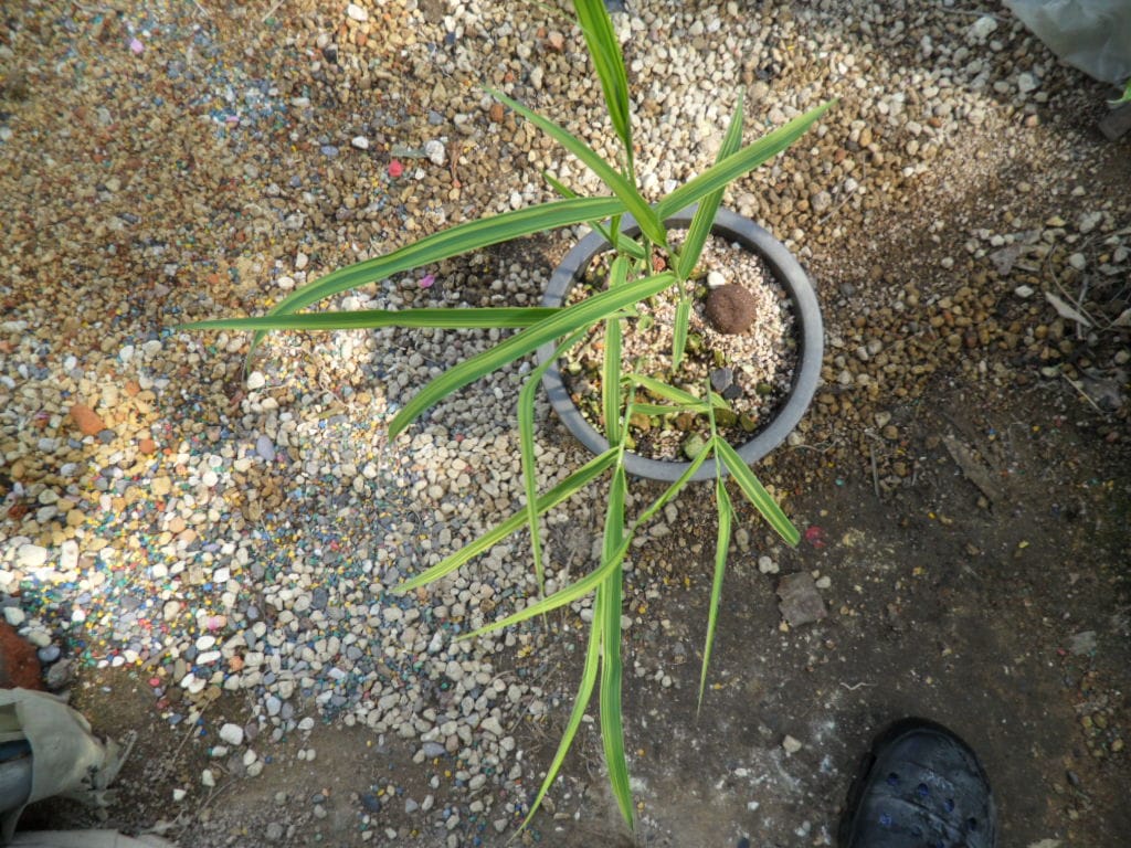 억새풀 2
