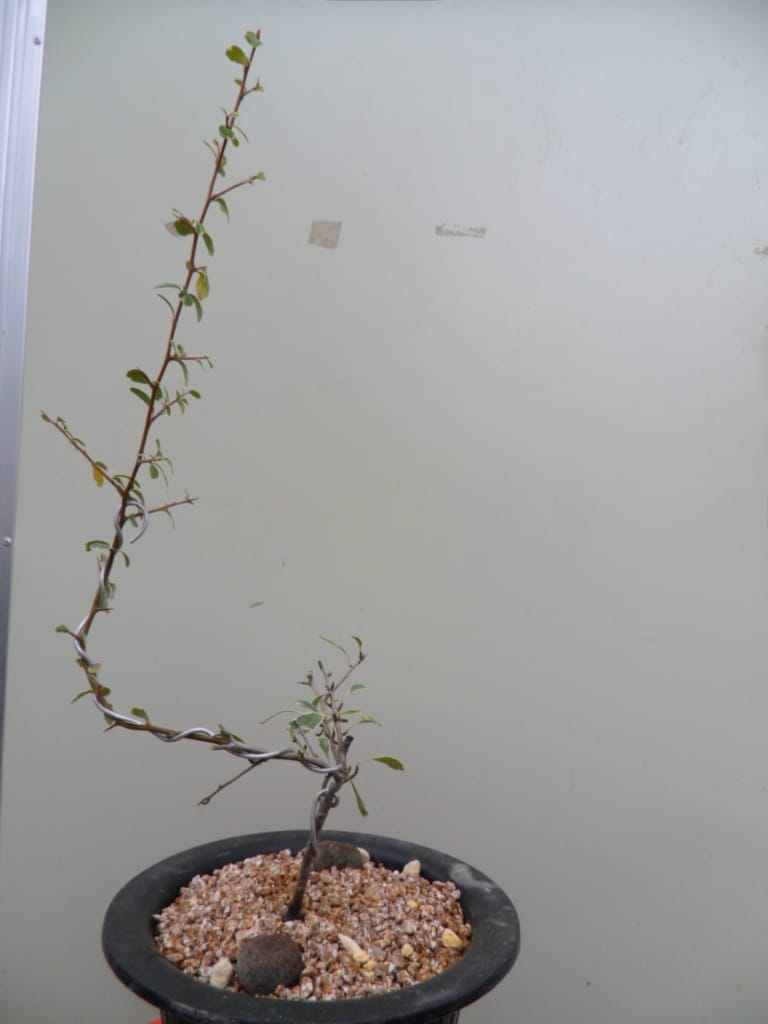 피라칸산스 3