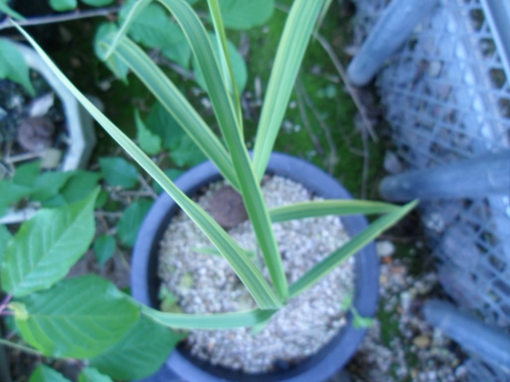 억새 1