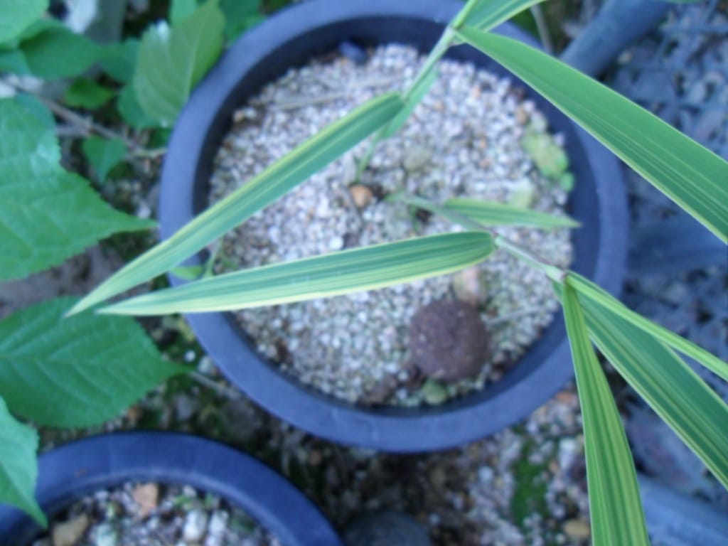 억새 3