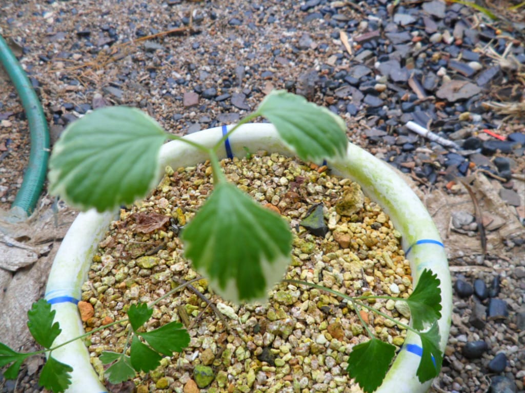 ? 1