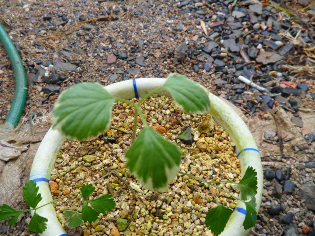 ? 3