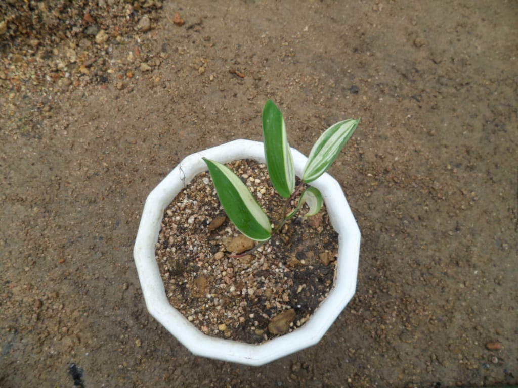 둥글래 3