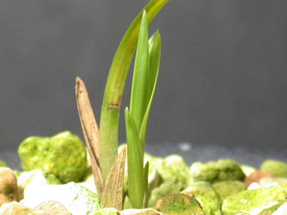 잎변산반 3