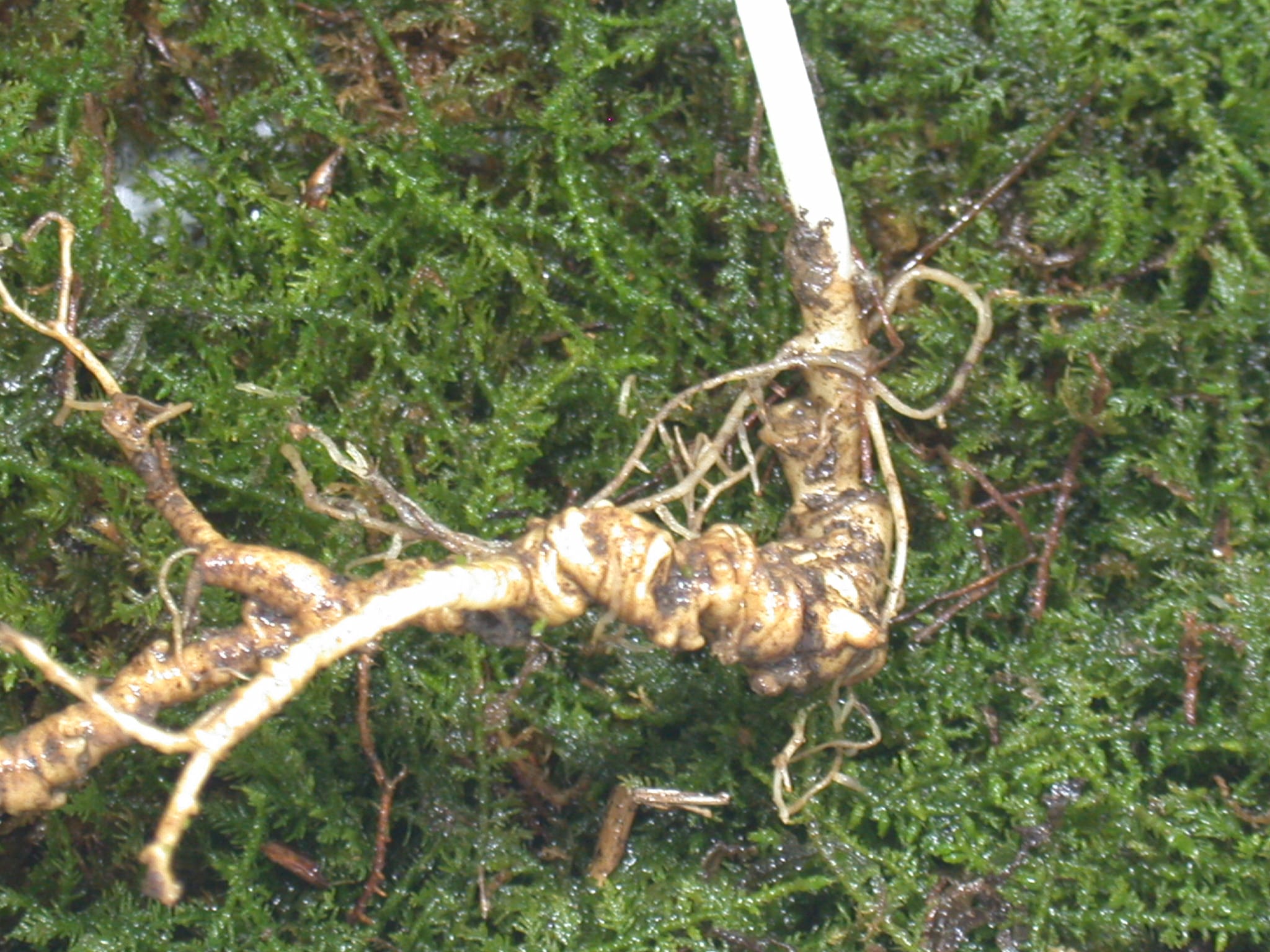 산삼 3
