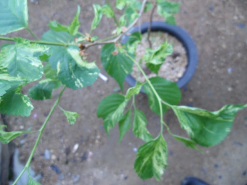 산 벗나무 3