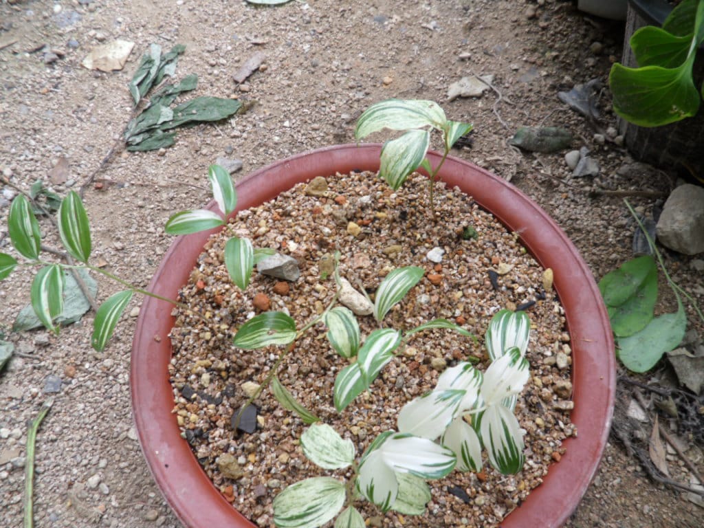 애기나리 1