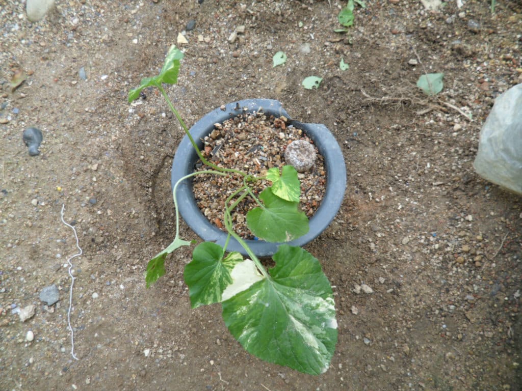 제비꽃 2