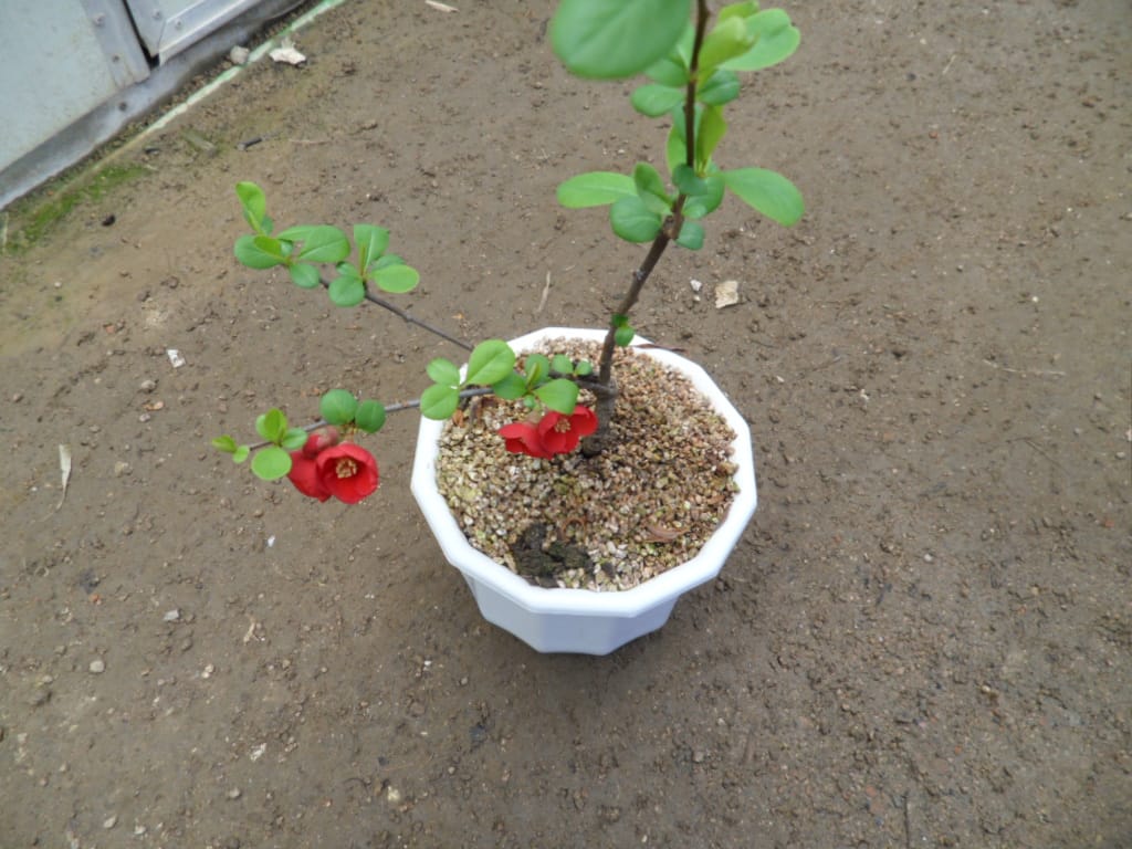 매조 1