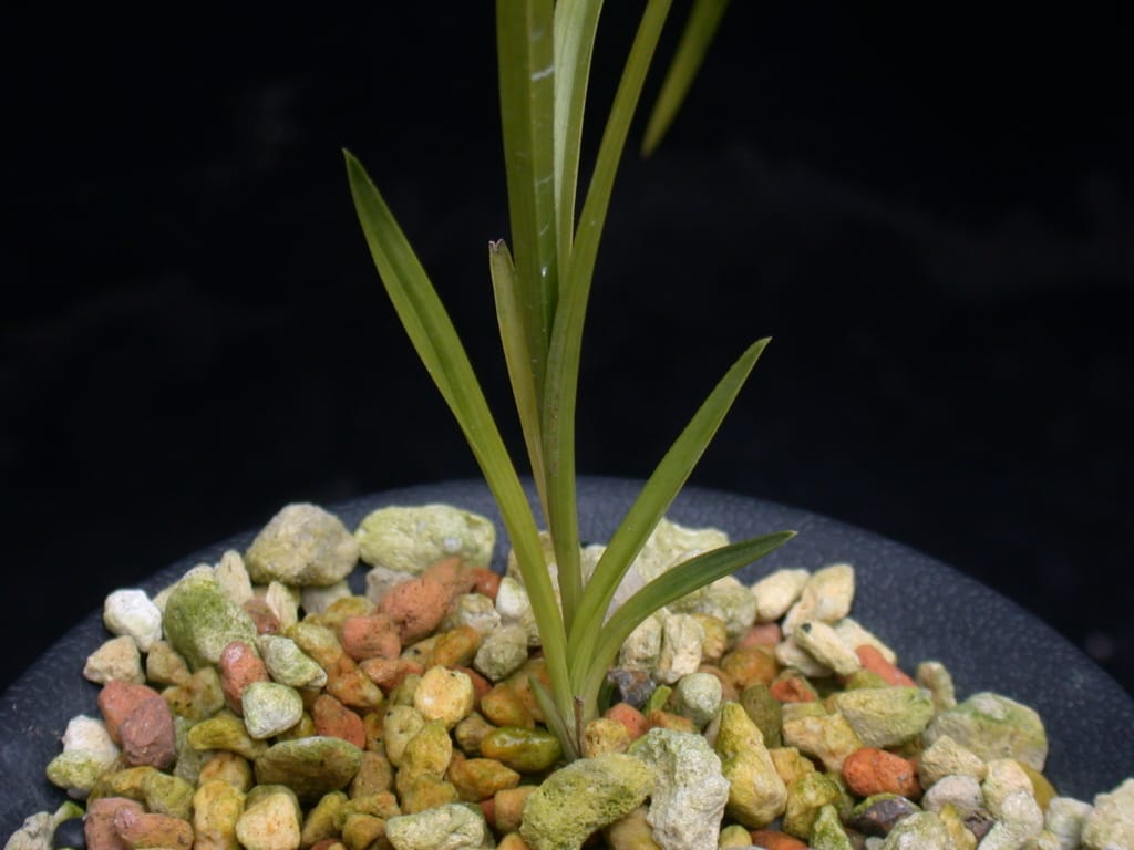 서반 3