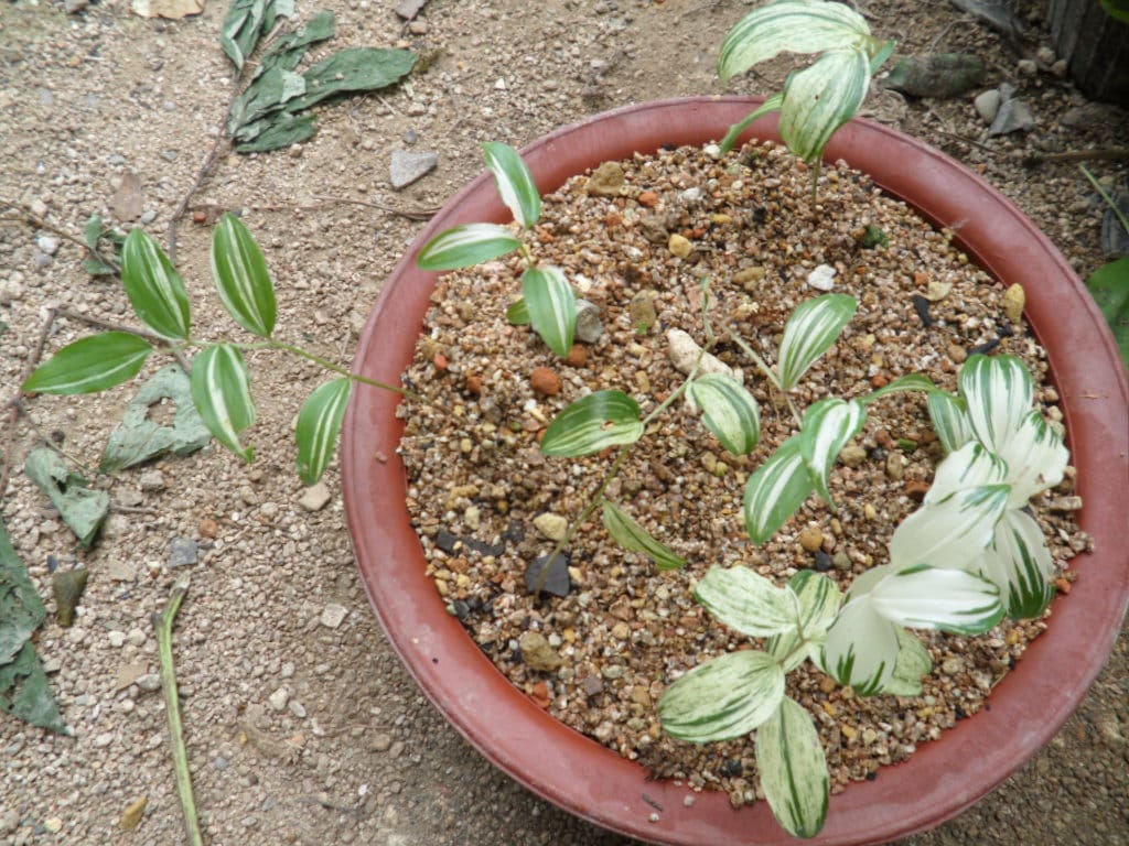 애기나리 2