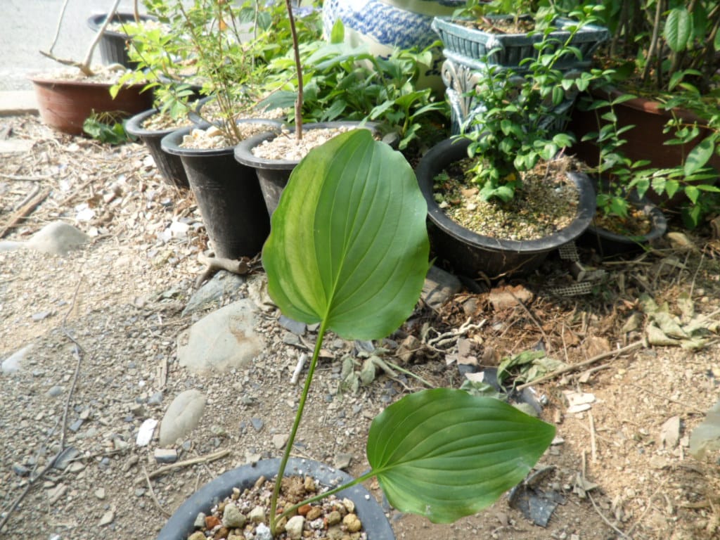 비비추 1