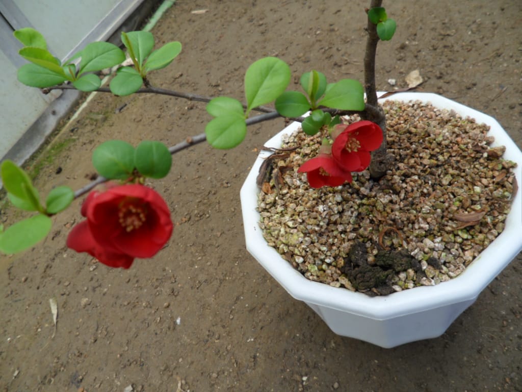 매조 2