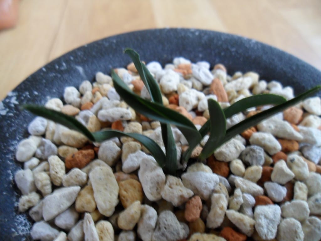 산채 철갑단엽 2