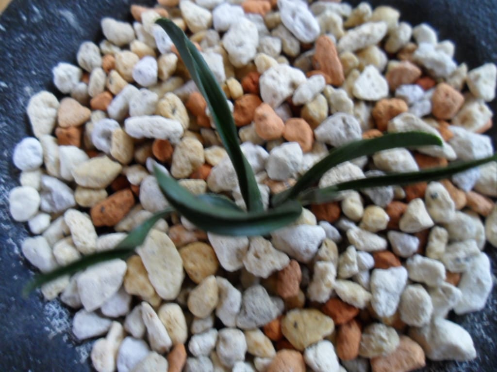 산채 철갑단엽 3