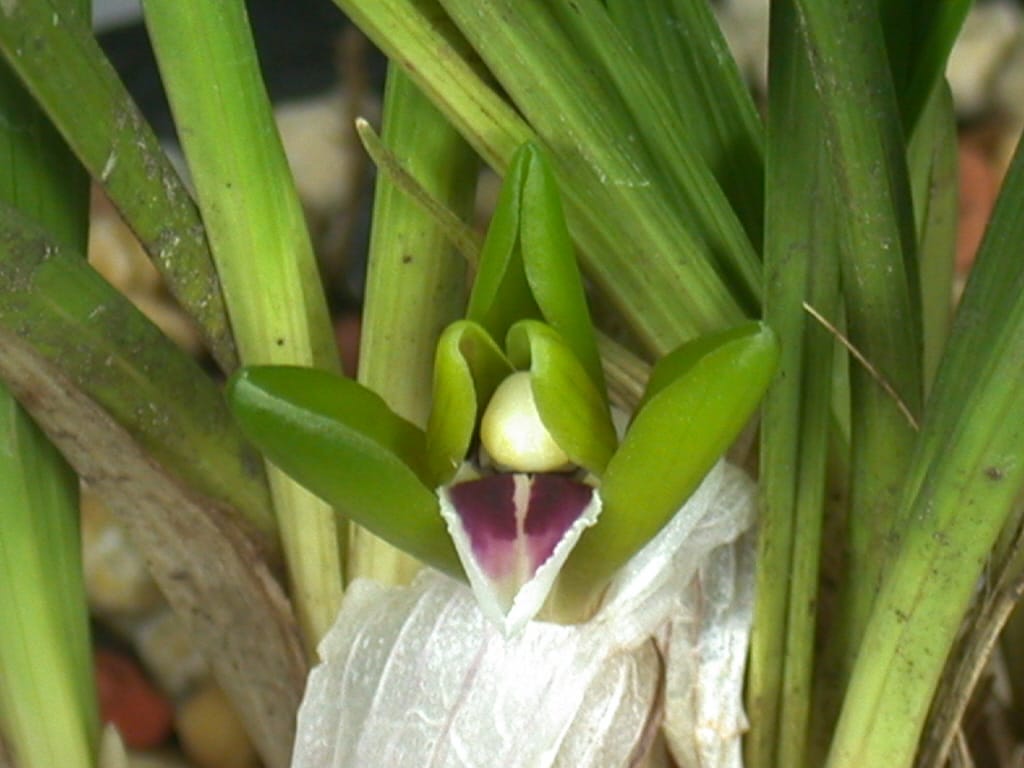반색설화 3