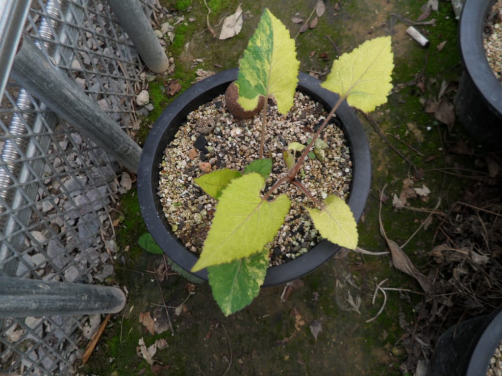 취 1