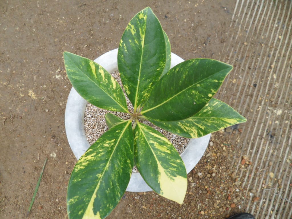 태산목 1