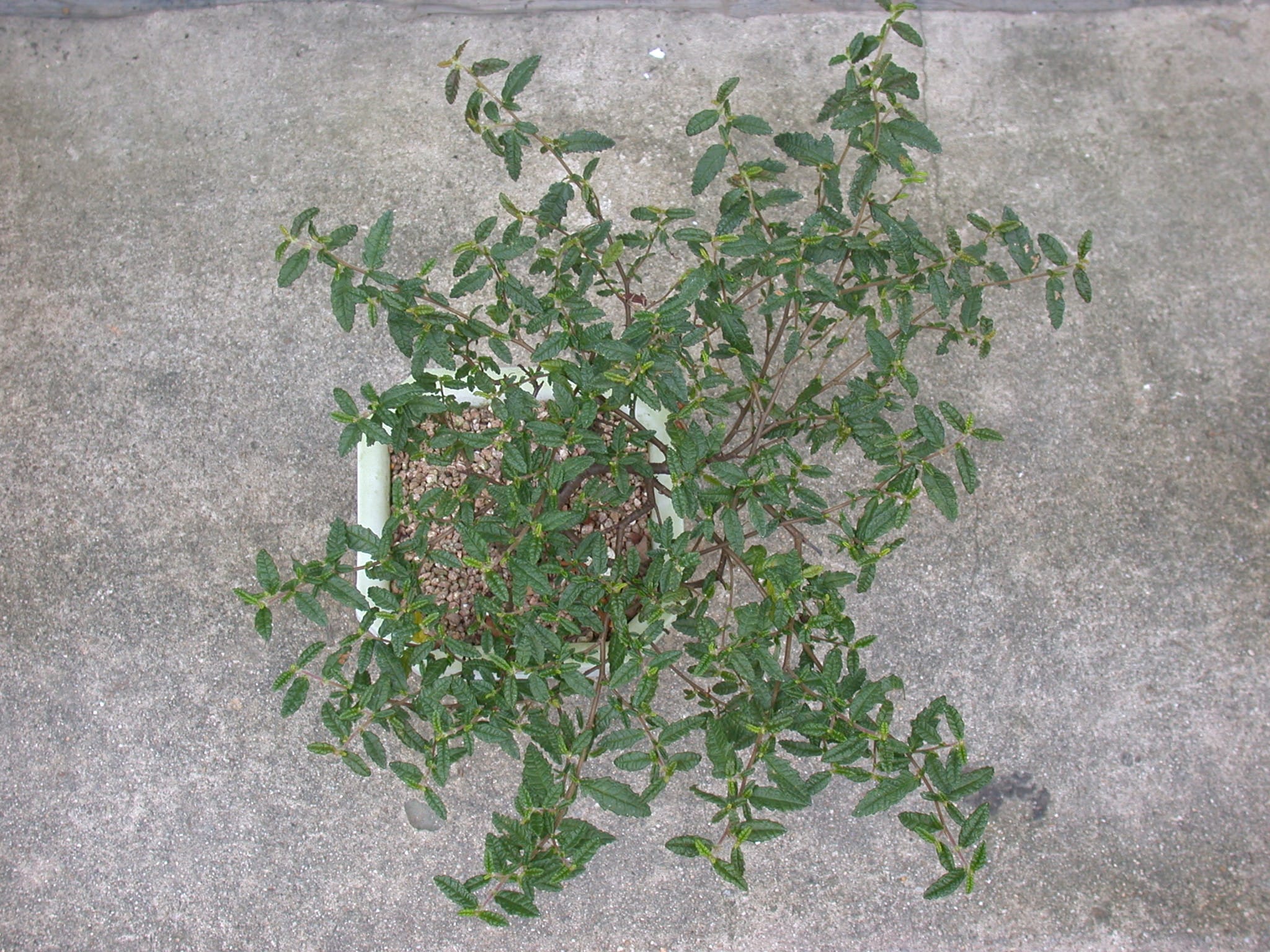 천황매 3