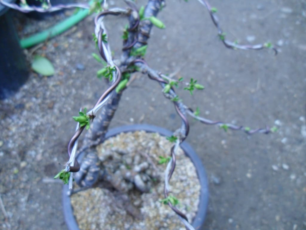 골단초 2