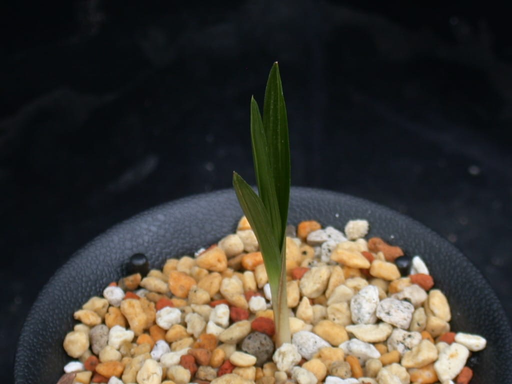 산채환엽산반 3