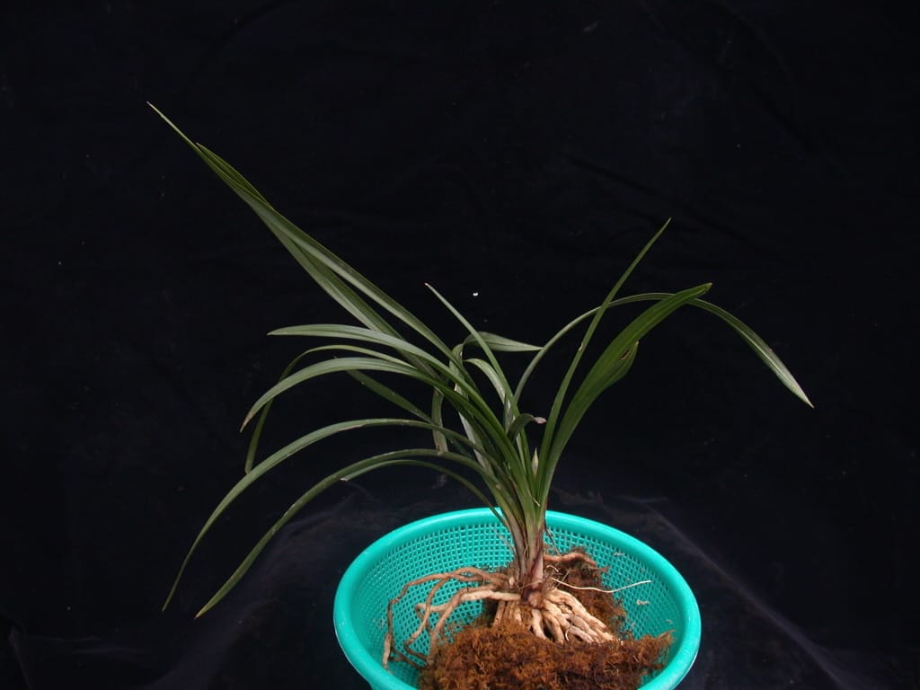 산채소심 1