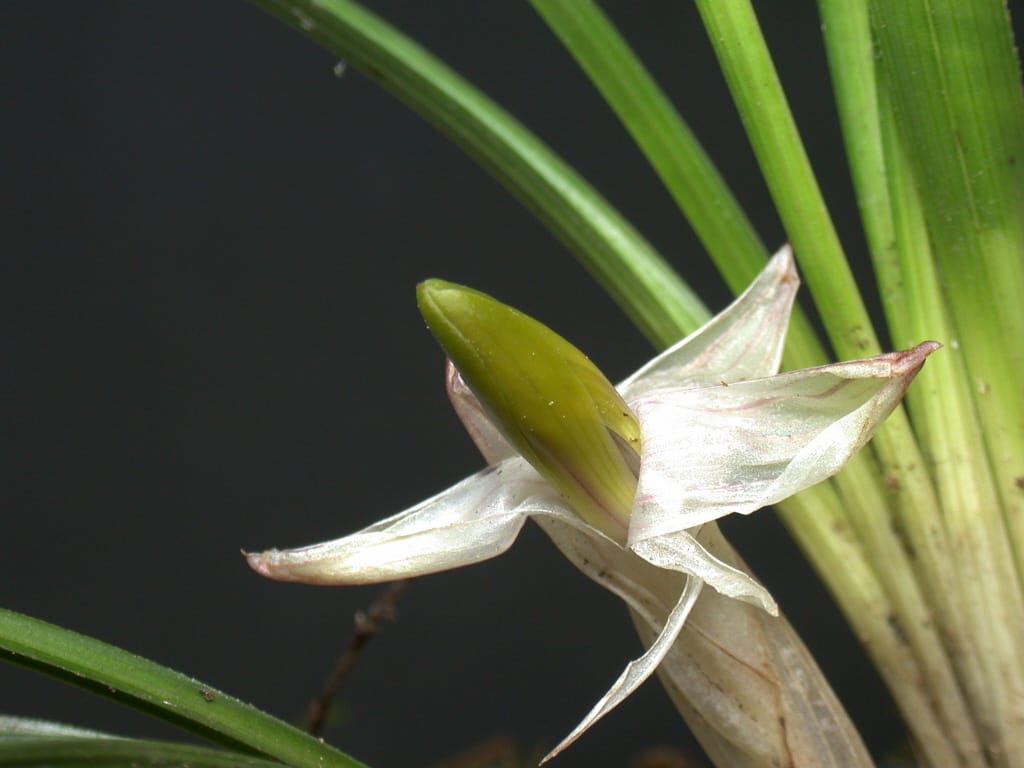 주금화 3