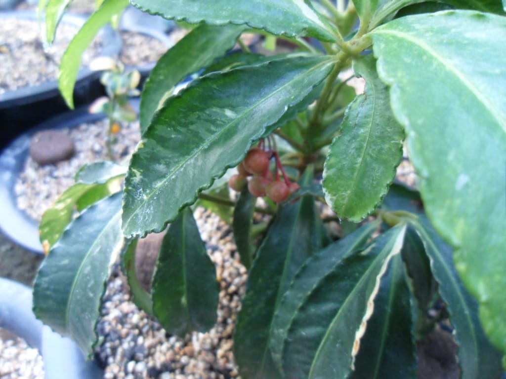천냥금 2