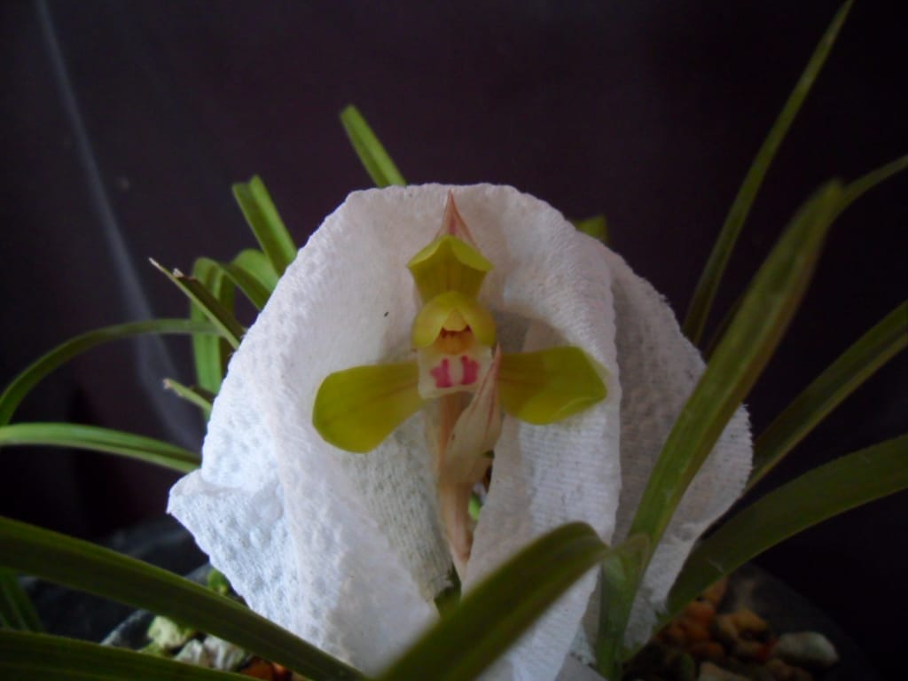황화 2