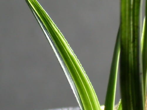산반호 2