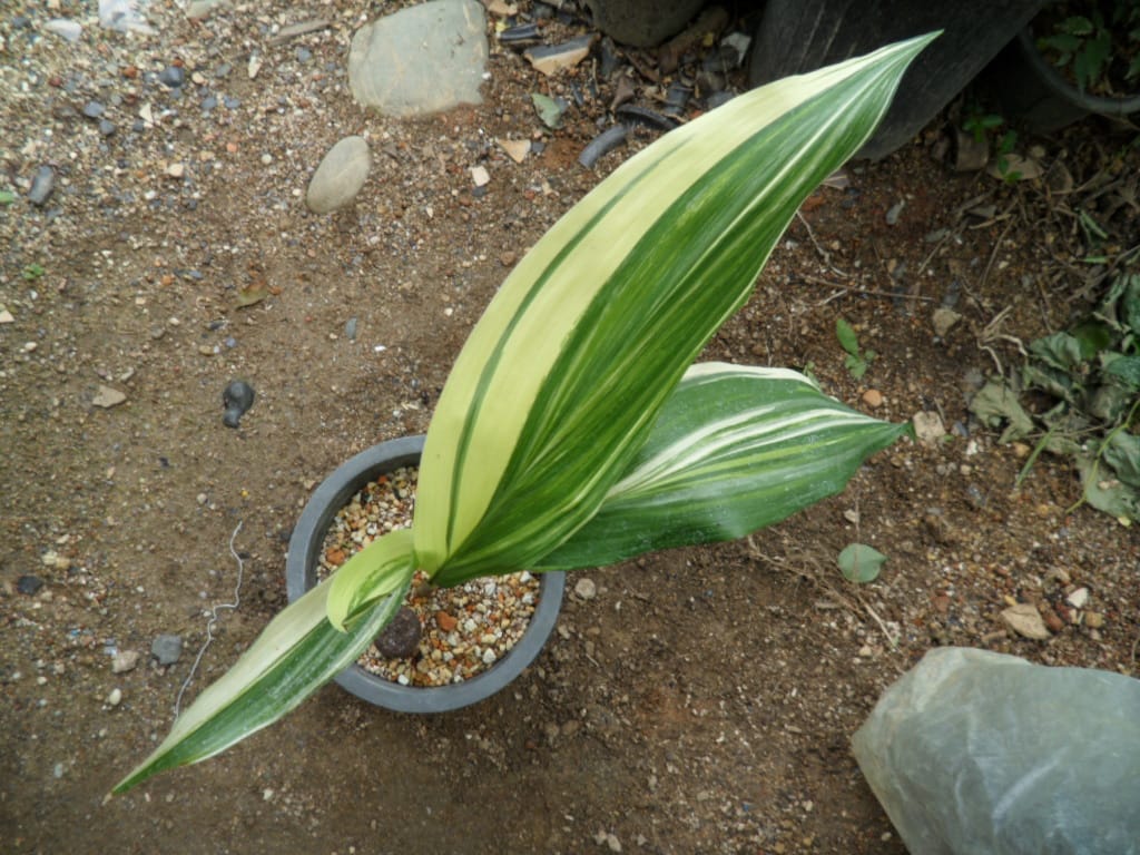 엽난 1