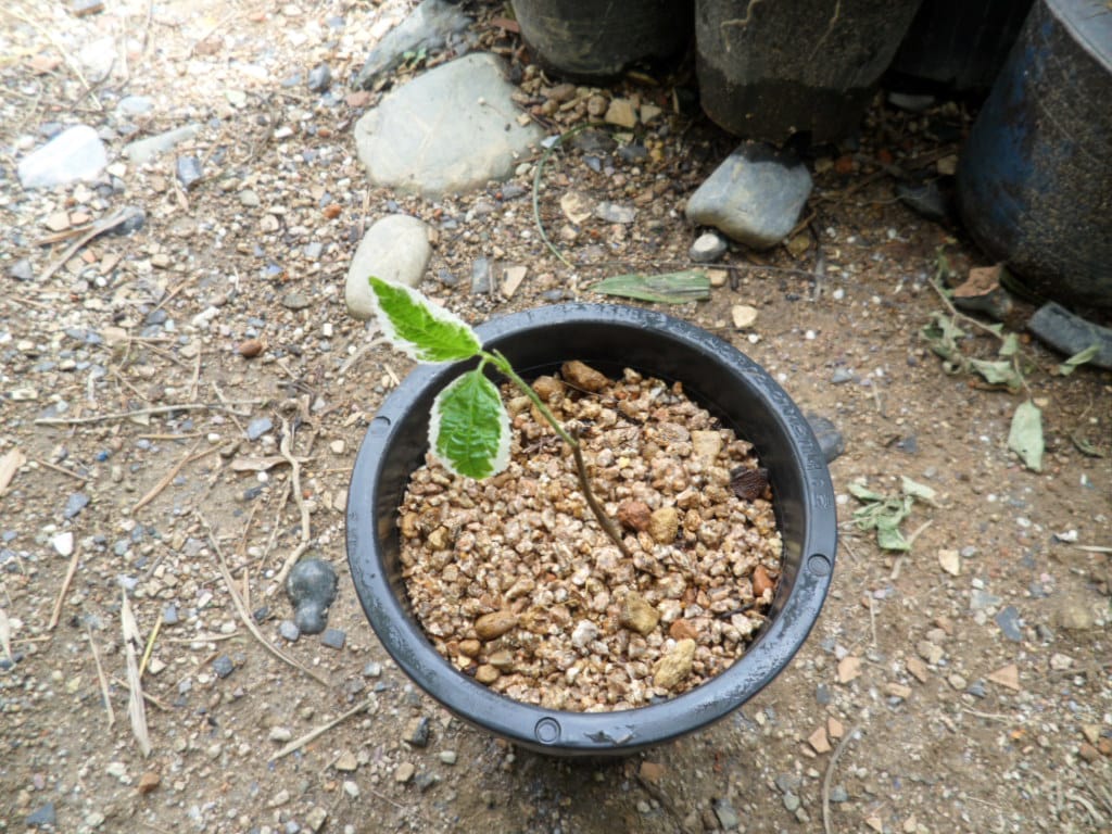 ? 3
