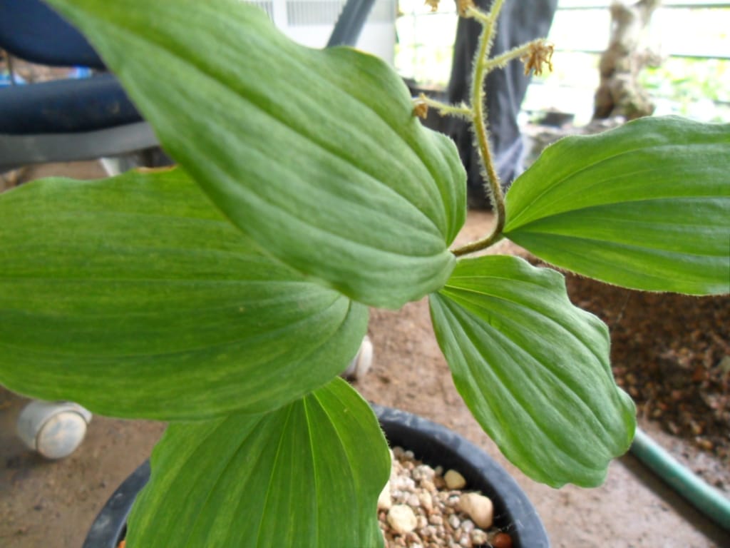 솜대 2