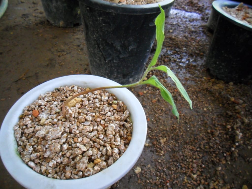 솜대 3
