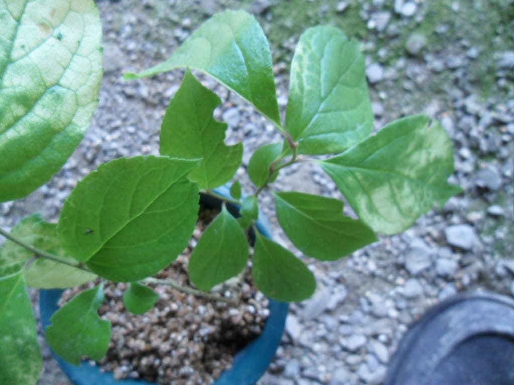 ? 2