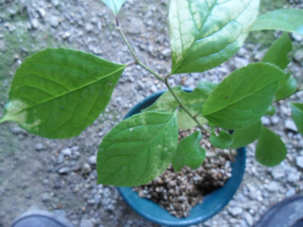 ? 3