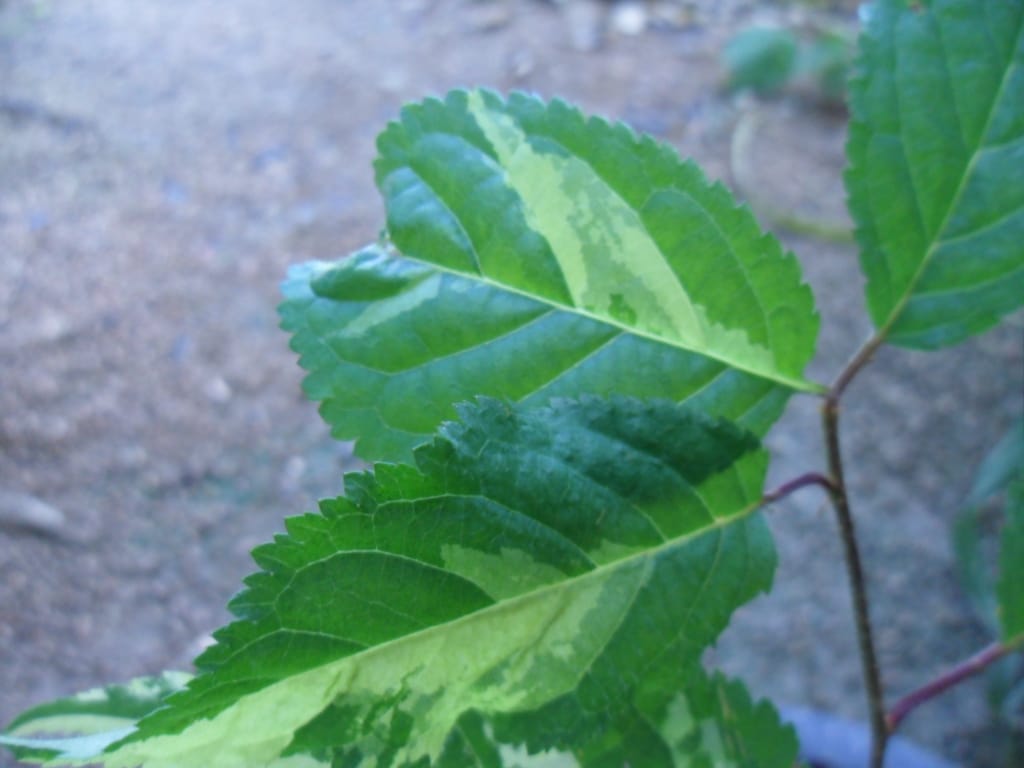 산벗나무 2