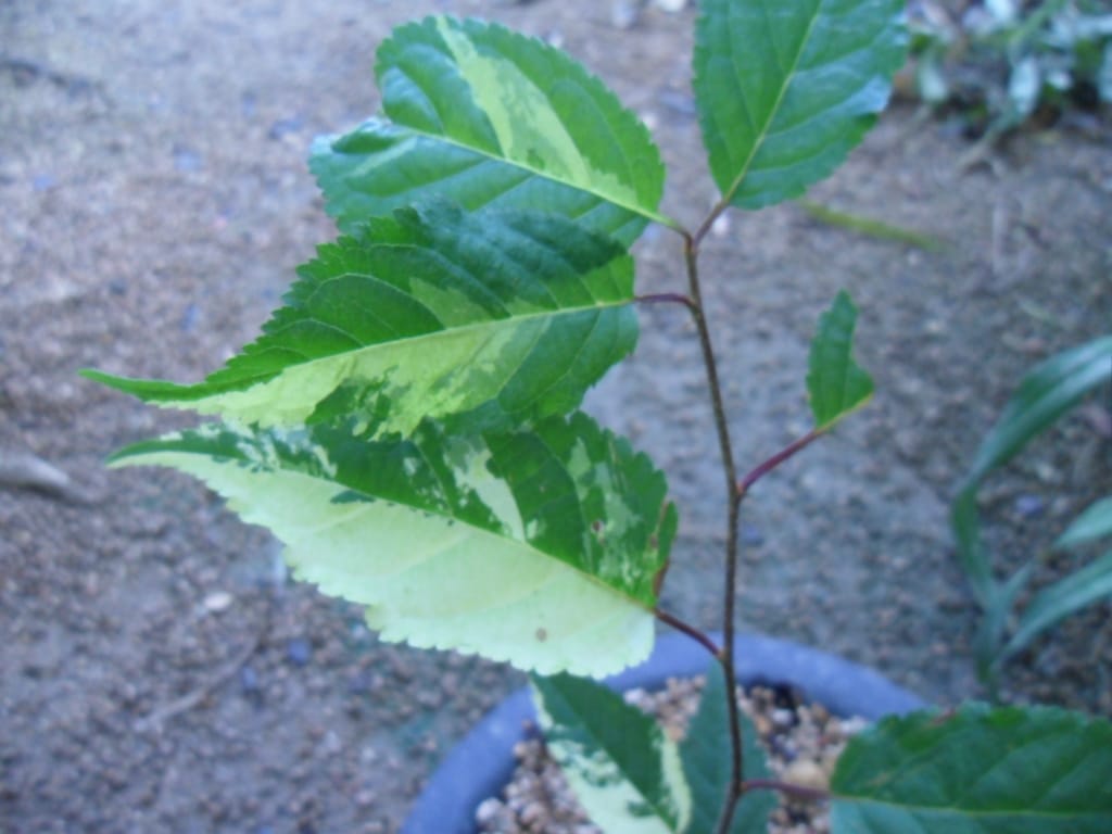 산벗나무 3