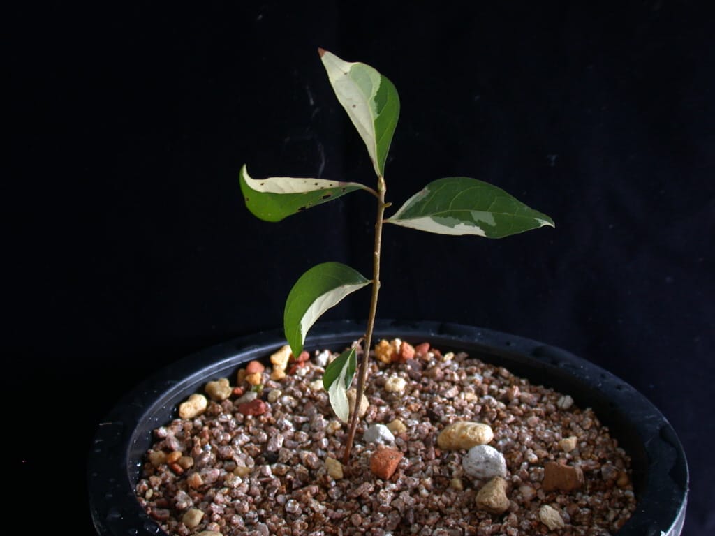? 1