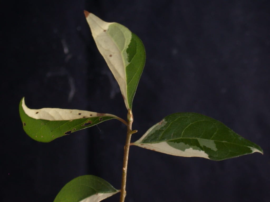 ? 2