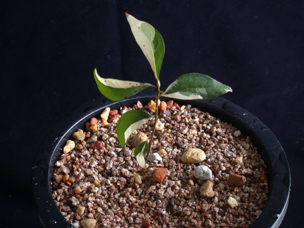 ? 3