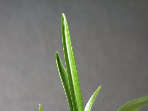 잎변 2