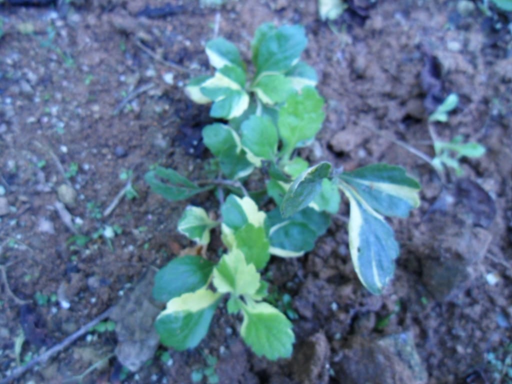 산국화 3