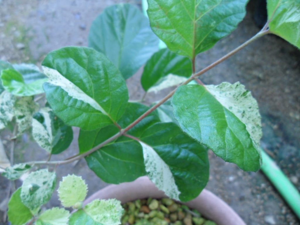 가막살 1