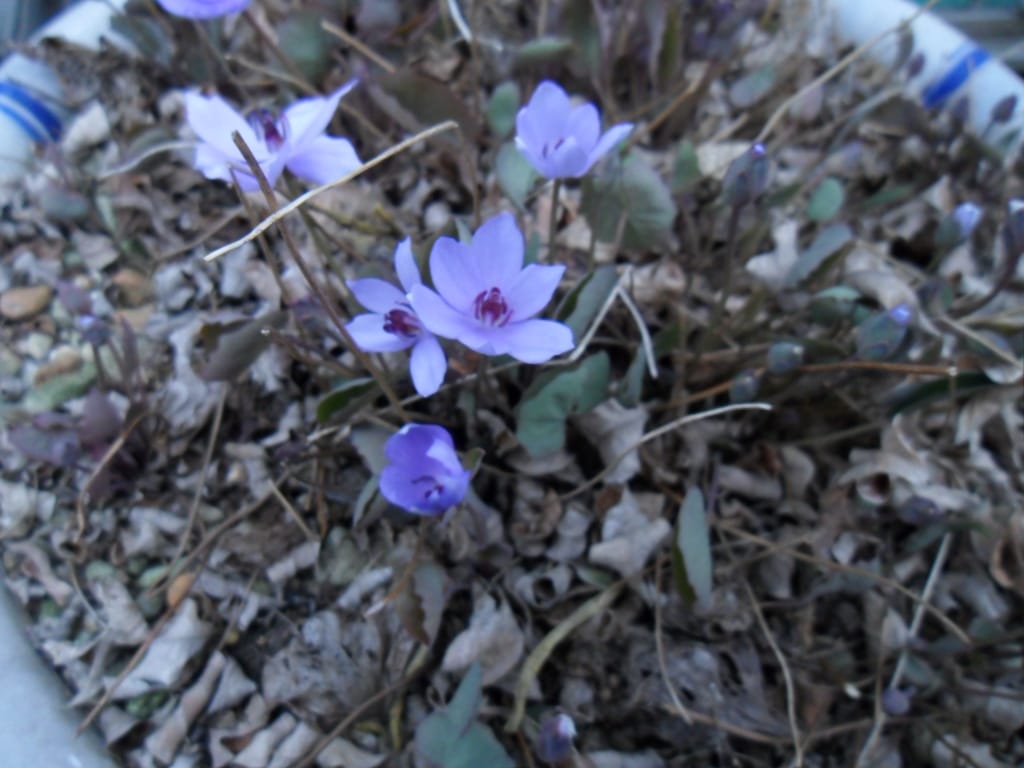 깽깽이 2
